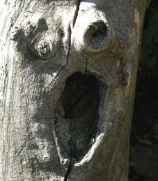 Fearstree